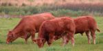 Farm Walk at Newtown Limousin Herd hosted by the Richardson Family Newtowngore